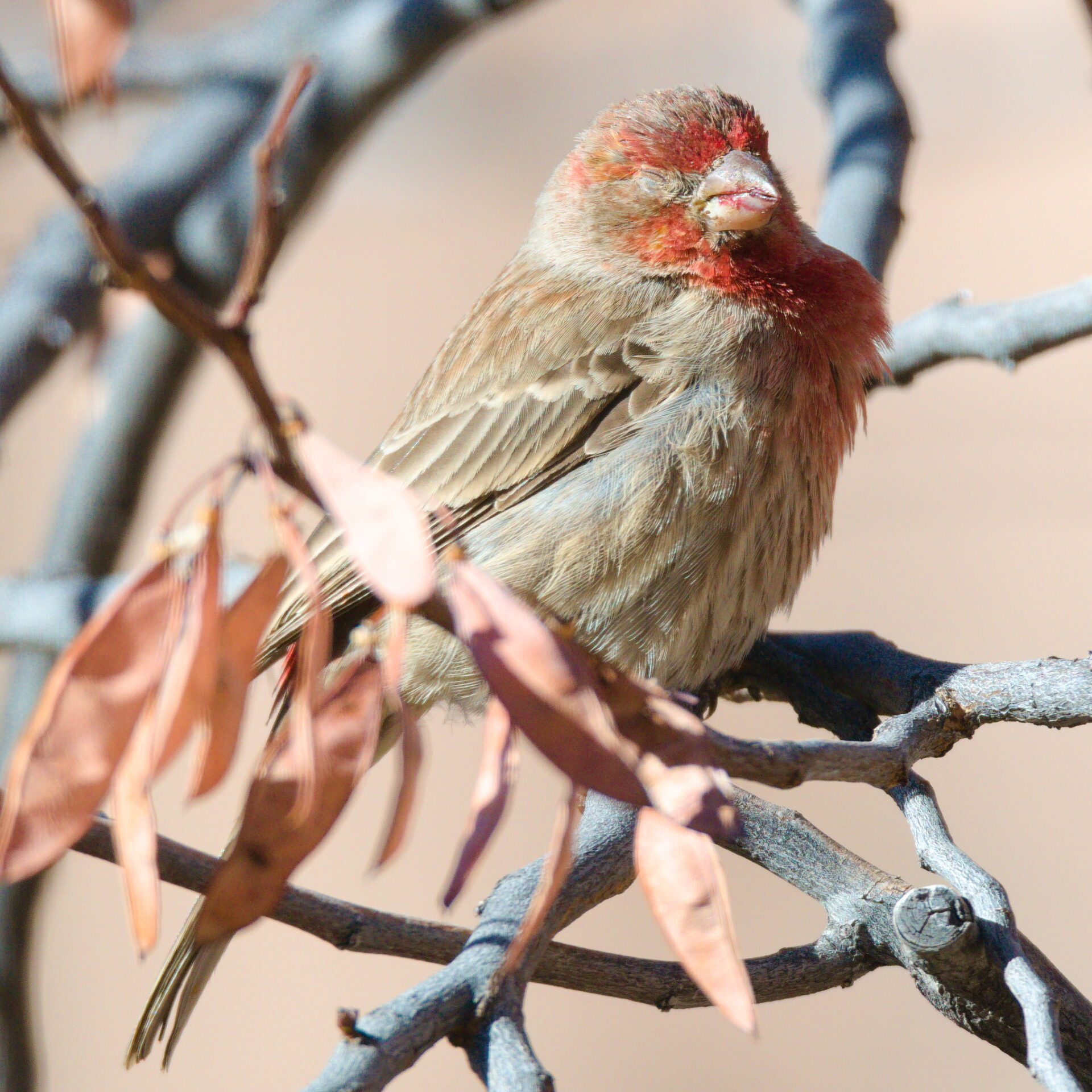 Old Man Finch Chilling
