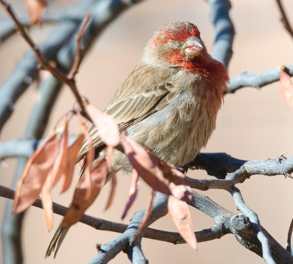 Old Man Finch Chilling