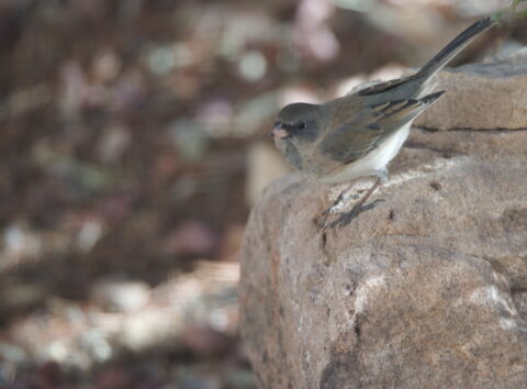Cute Gray Vireo