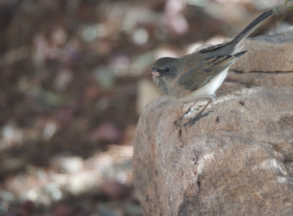 Cute Gray Vireo