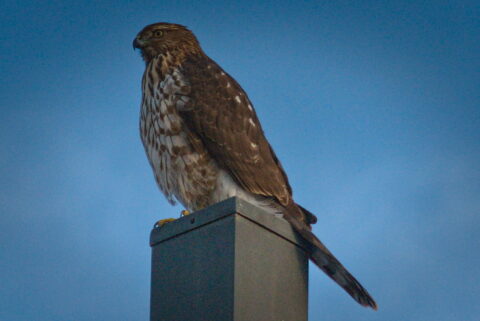 Sharp Shinned Hawk