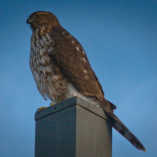 Sharp Shinned Hawk