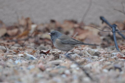 Dark Eyed Junco Female