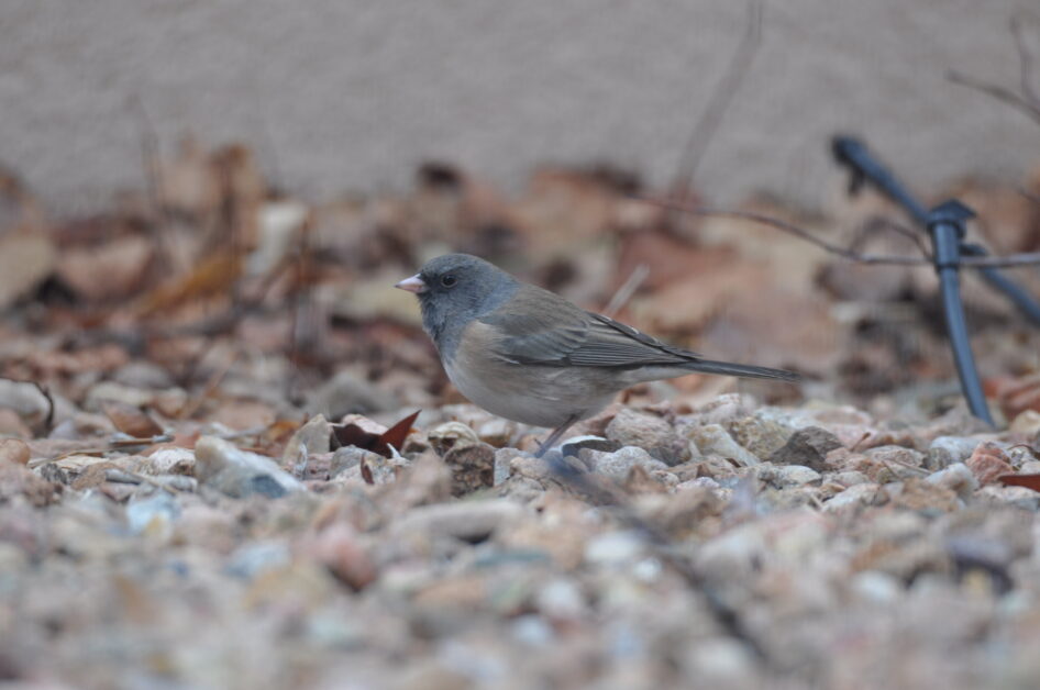Dark Eyed Junco Female