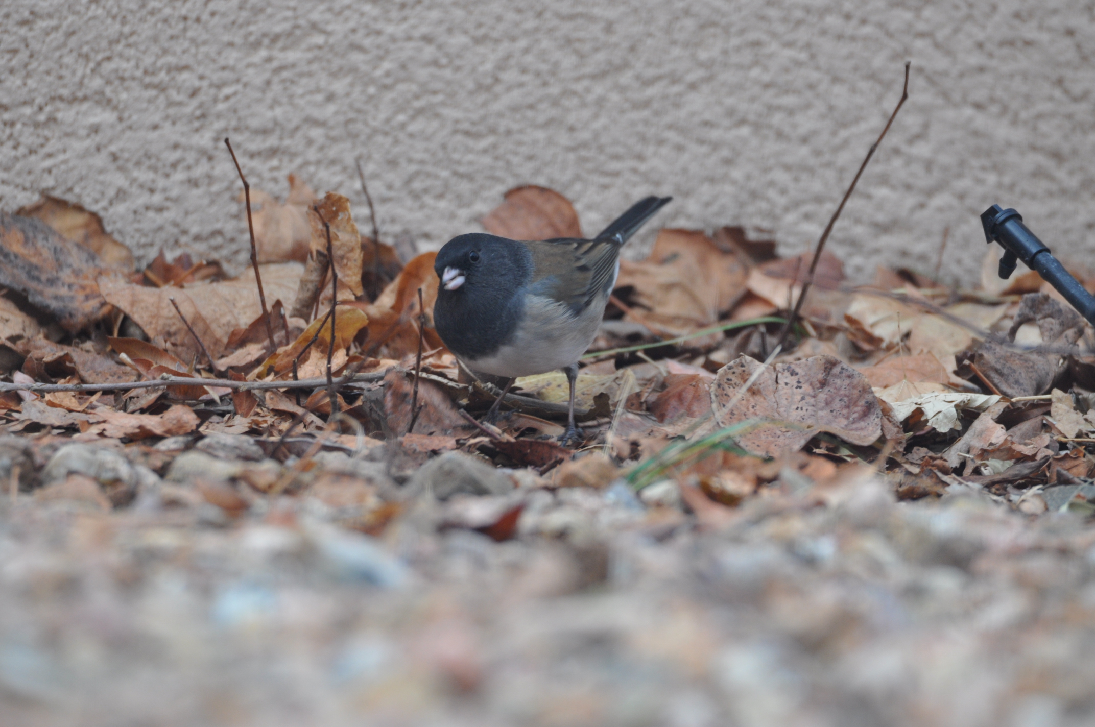 Dark Eyed Junco Male