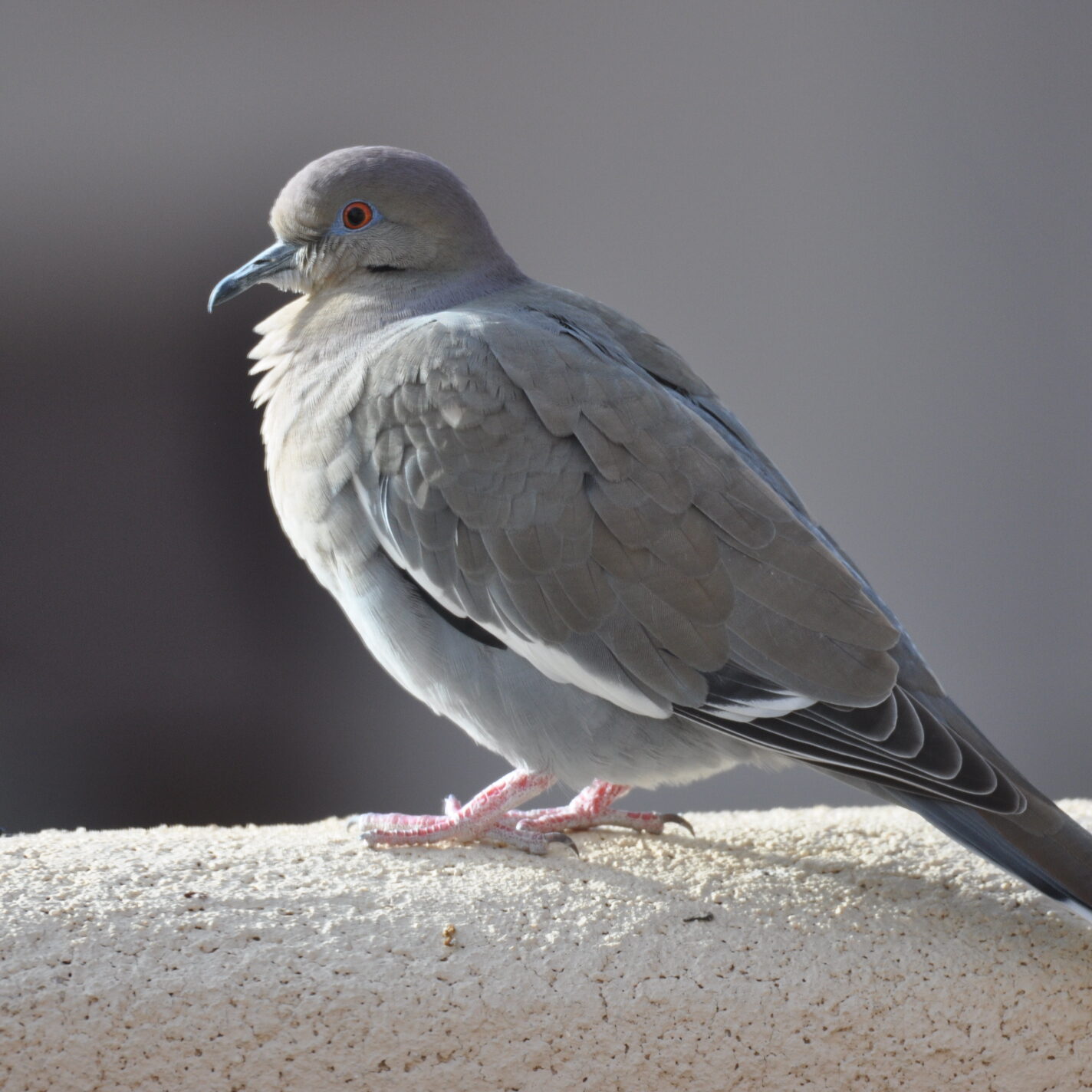 Mourning Dove