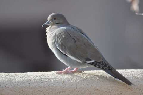 Mourning Dove