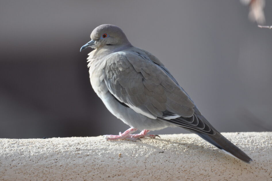 Mourning Dove