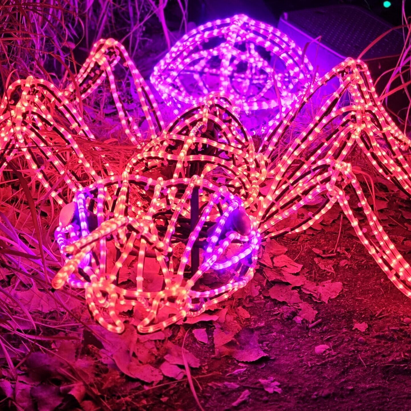 River of Lights Ant