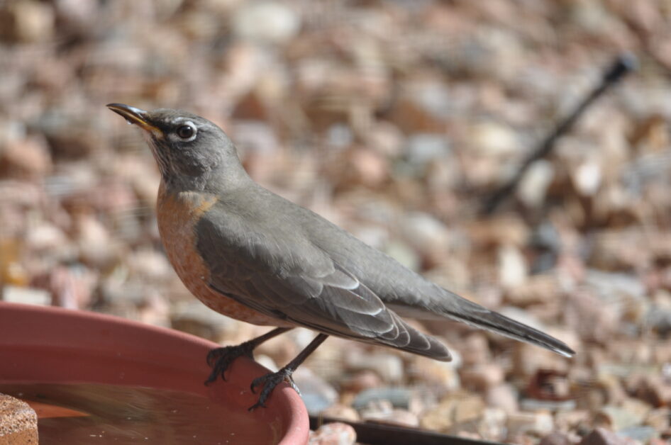 American Robbin