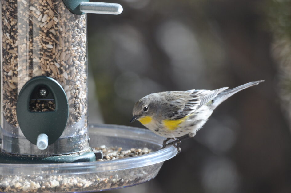 Yellow Rumped Warbler