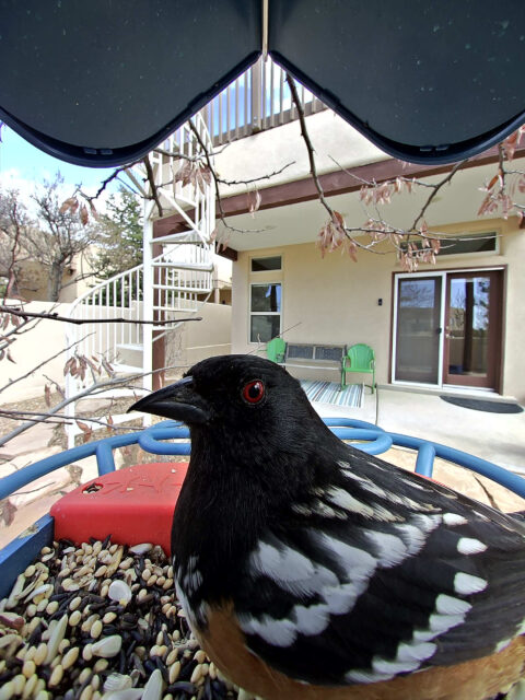 Spotted Towhee