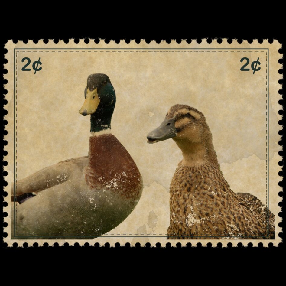 twoducks